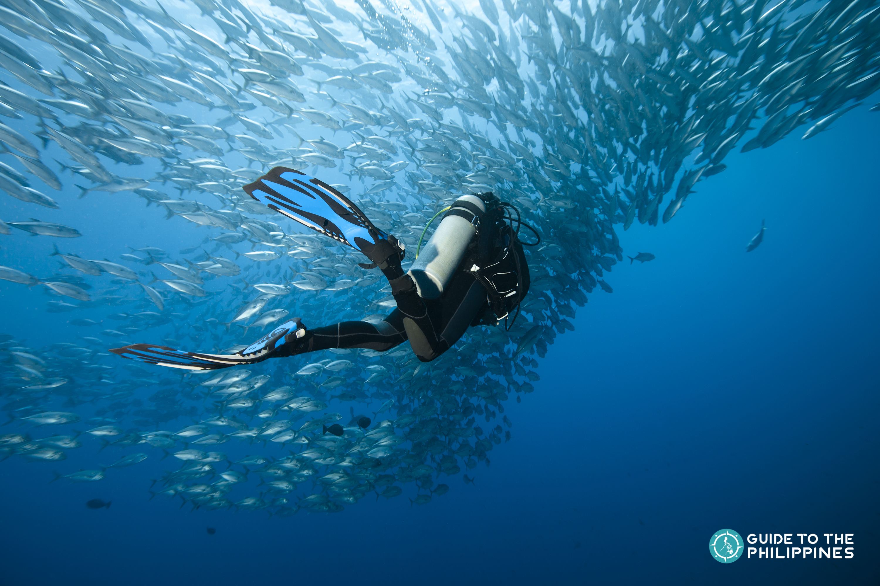 Guide To Balicasag Island Bohol Diving Spots: Sea Turtles, Barracudas ...