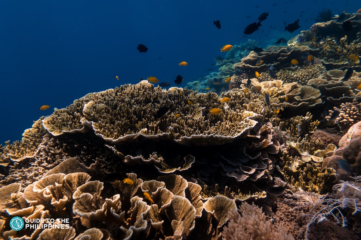 Guide to Diving in Balicasag Island: Swim with Sea Turtle...