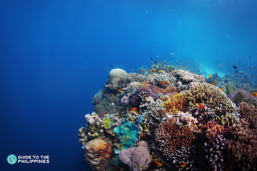 Coral reefs in a diving spot in Balicasag Island