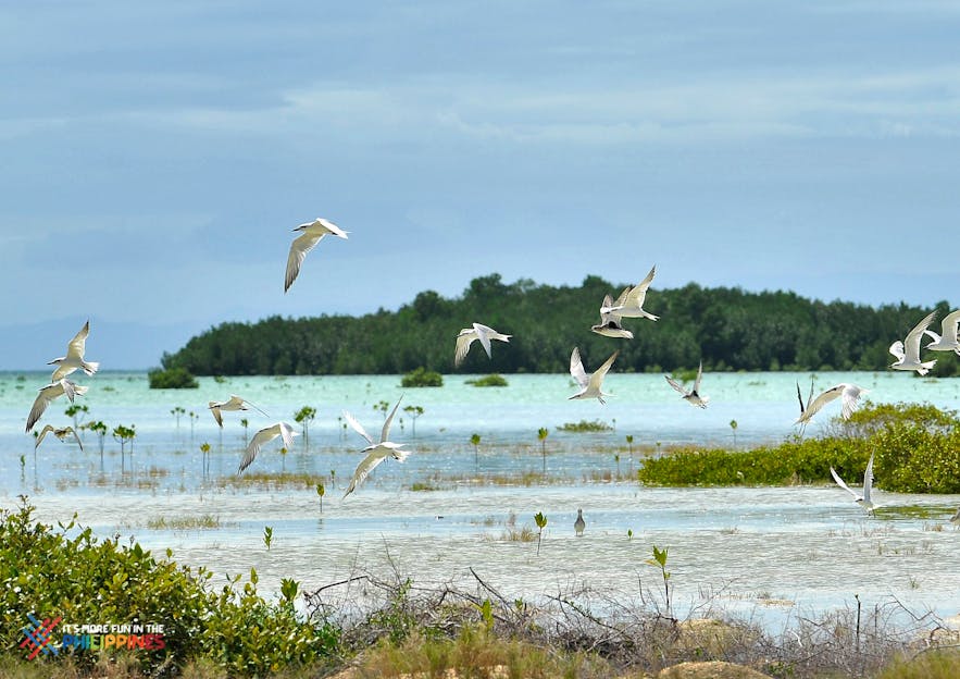 Birds flying in Olango Island Wildlife Sanctuary in Cebu