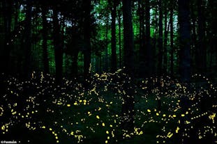 Fireflies during the Donsol River firefly watching tour