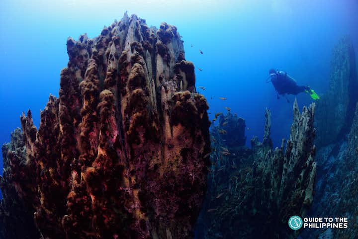 Guide to Diving in Coron: Best Dive Sites and Shipwrecks to Explore