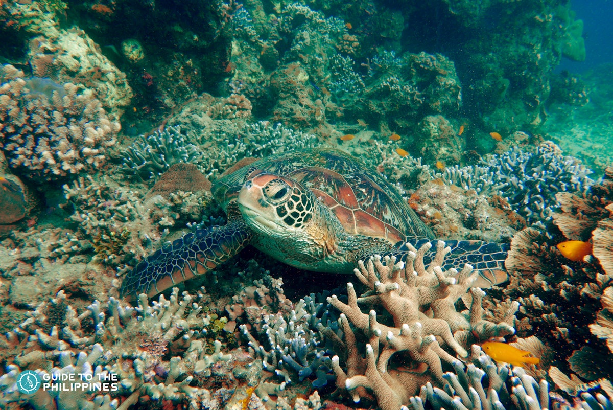 Guide to Diving in Dumaguete: Apo Island and Muck Diving ...