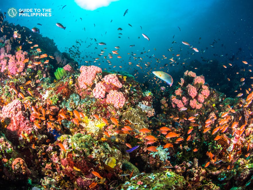 Colorful coral reefs and fishes in Anilao