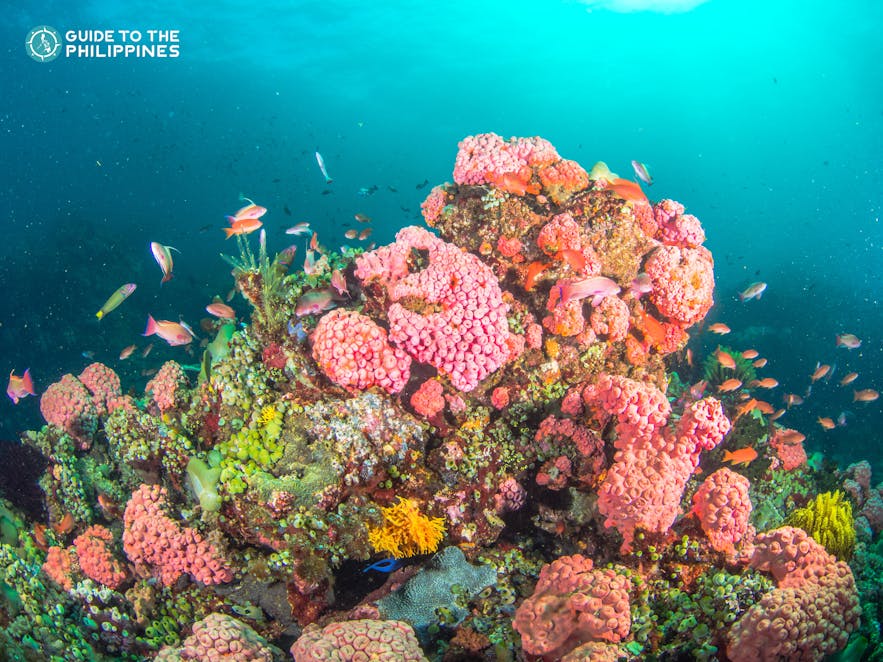 Colorful marine life in a diving spot in Batangas