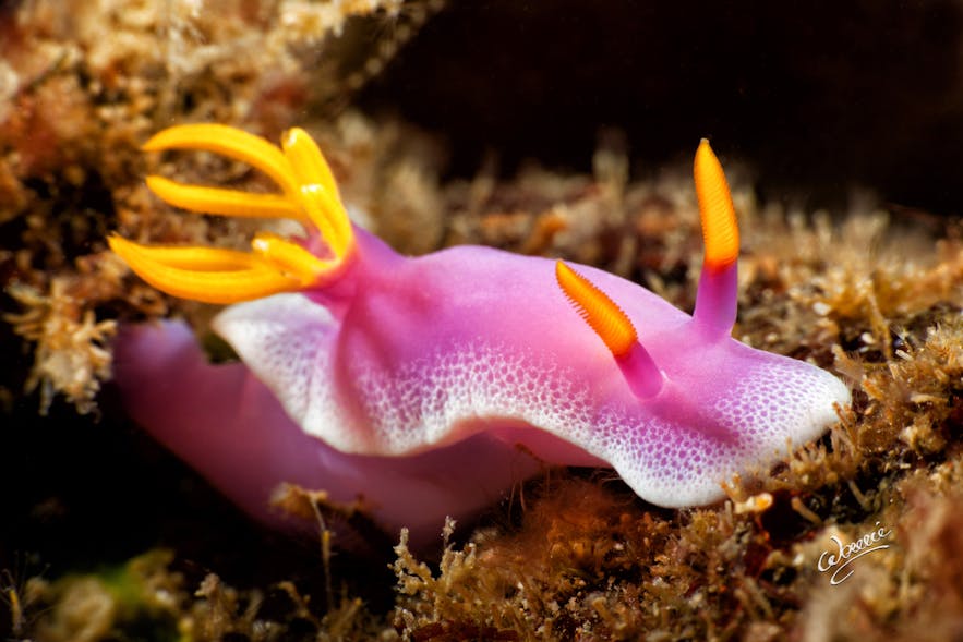 Pink nudibranch in Anilao