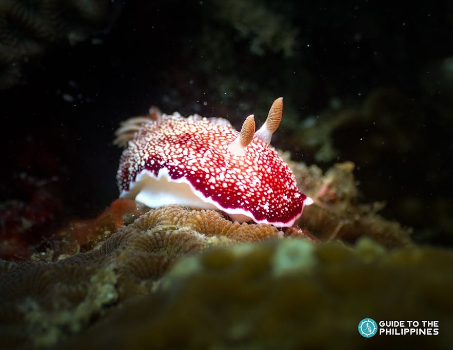 A nudibranch during a bon fire diving in Anilao