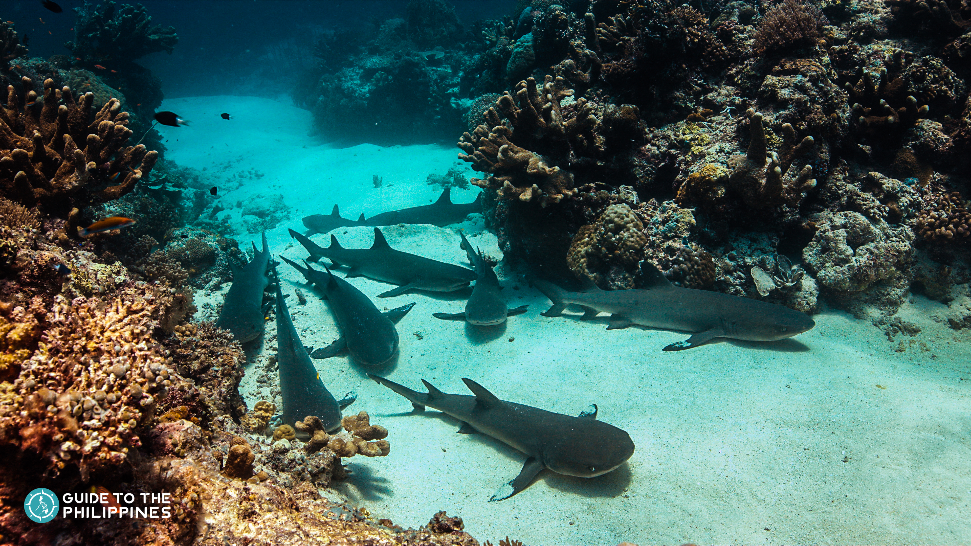 Guide To Diving In Tubbataha Reef: One Of The Best Diving Destinations ...