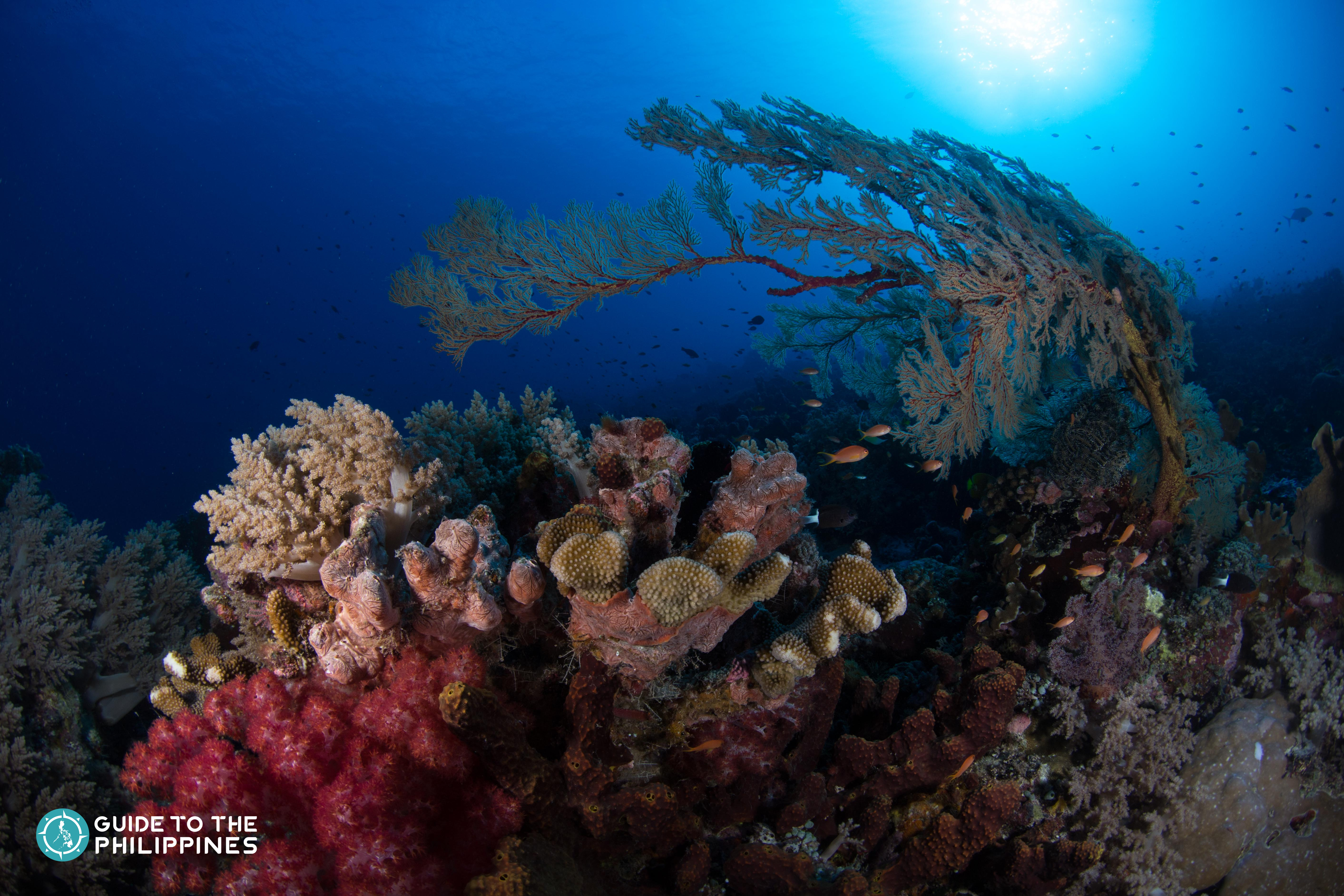 Guide To Diving In Tubbataha Reef: One Of The Best Diving...