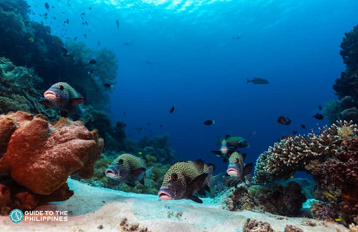 Guide to Diving in Tubbataha Reef: One of the Best Diving Destinations in the World