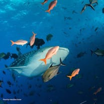 Vibrant marine life in Panglao Bohol