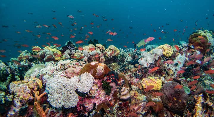 Guide to Diving in Verde Island Passage: The Center of the Center of Marine Biodiversity of the World