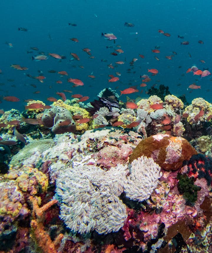 Colorful fishes and coral reefs in Verde Island Passage