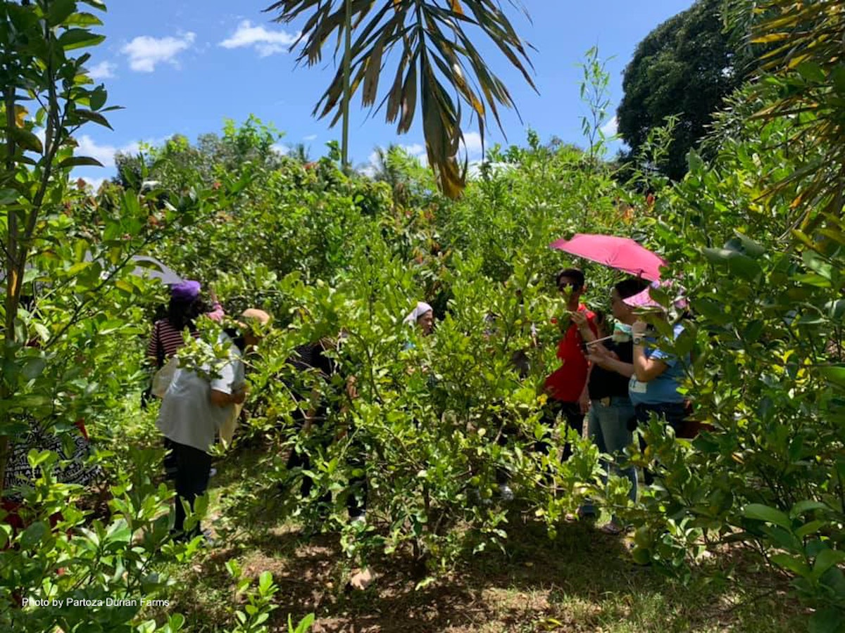 Davao Partoza Durian Farm Tour with Lunch Transfers G