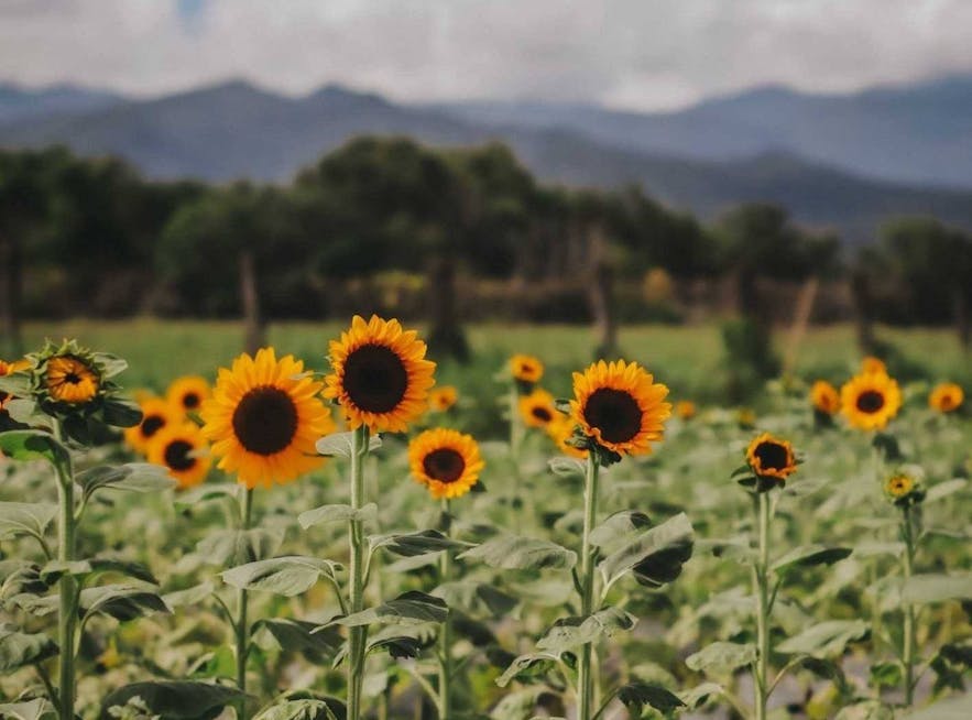 Beautiful sunflowers in Yamang bukid in Palawan