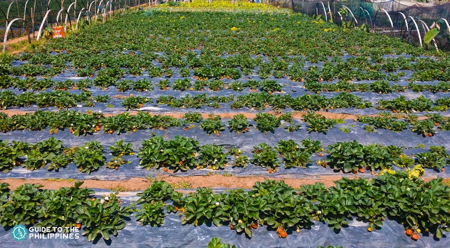 Strawberry farm in La Trinidad