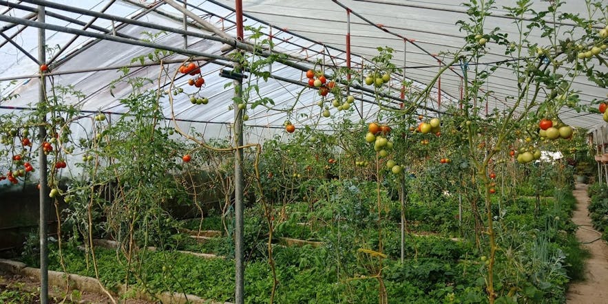 Tomatoes in Cosmic Farm in La Trinidad