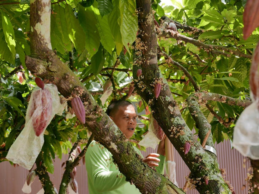 A farmer checking cacaos in Malagos Garden Resort