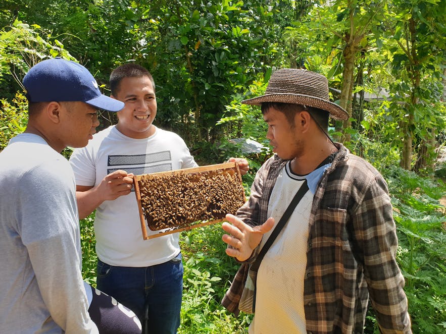 A colony of bees shown to a visitor of the farm
