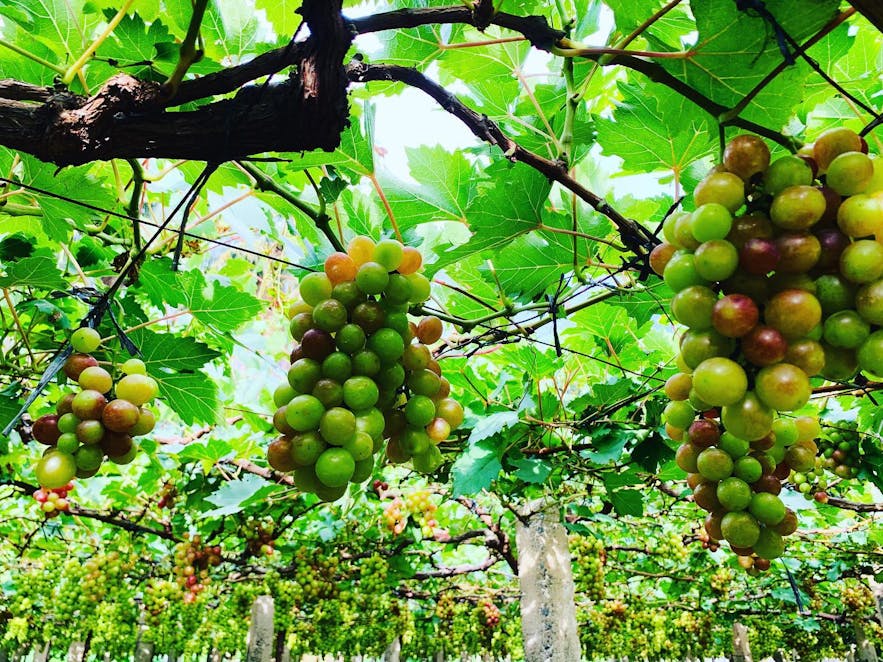 Grape vines in Lomboy Farms