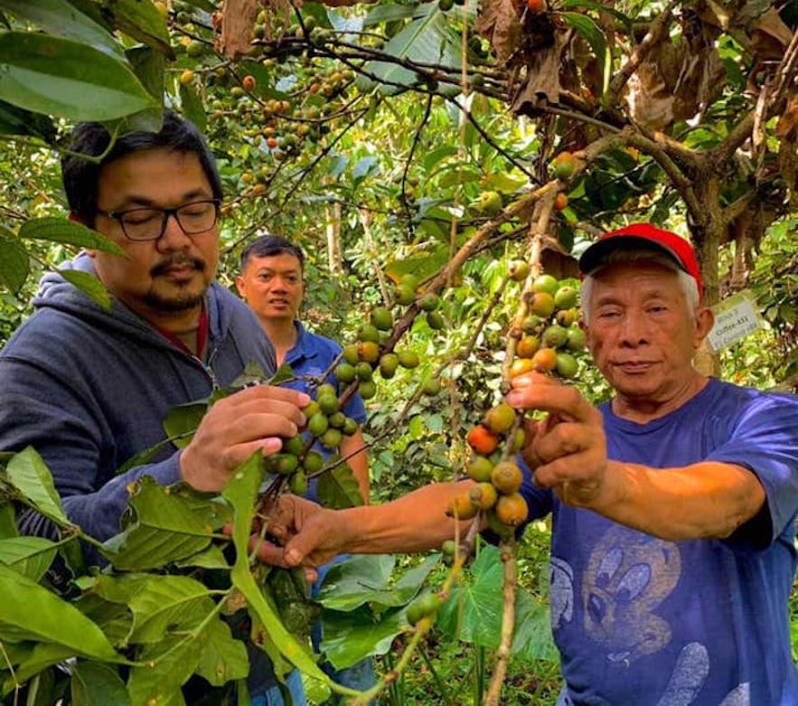 Visitors checking the coffee bean plants in Gourmet Farms
