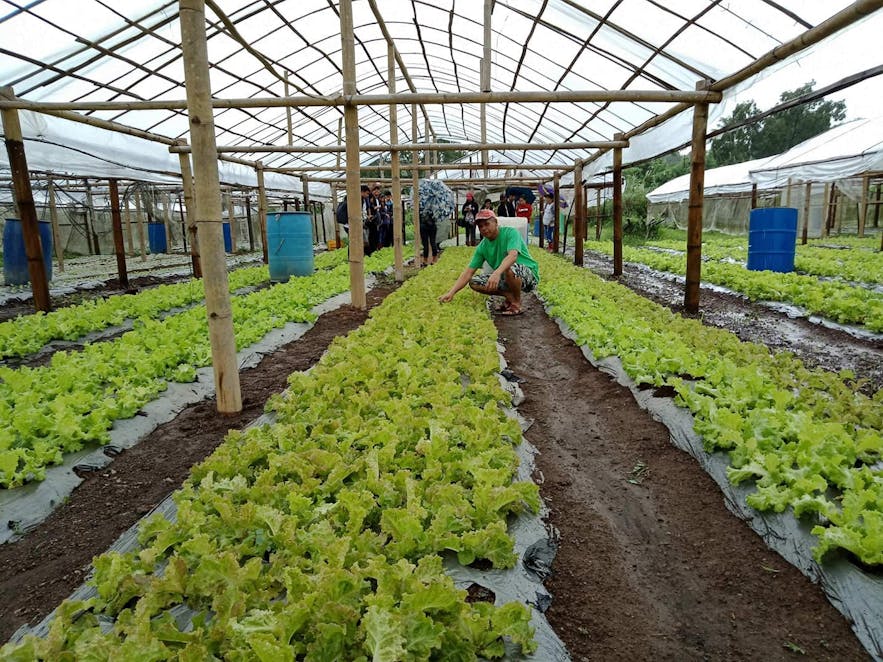 Practice of organic farming in Teofely's Nature Farm