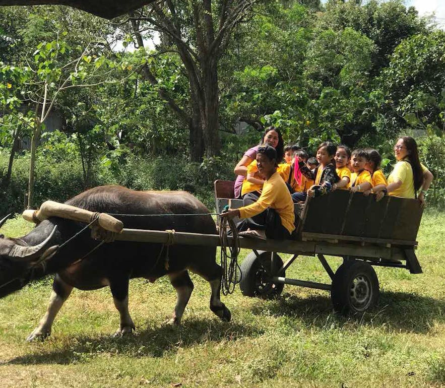 Kids during the guided tour in Holy Carabao Holistic Farms