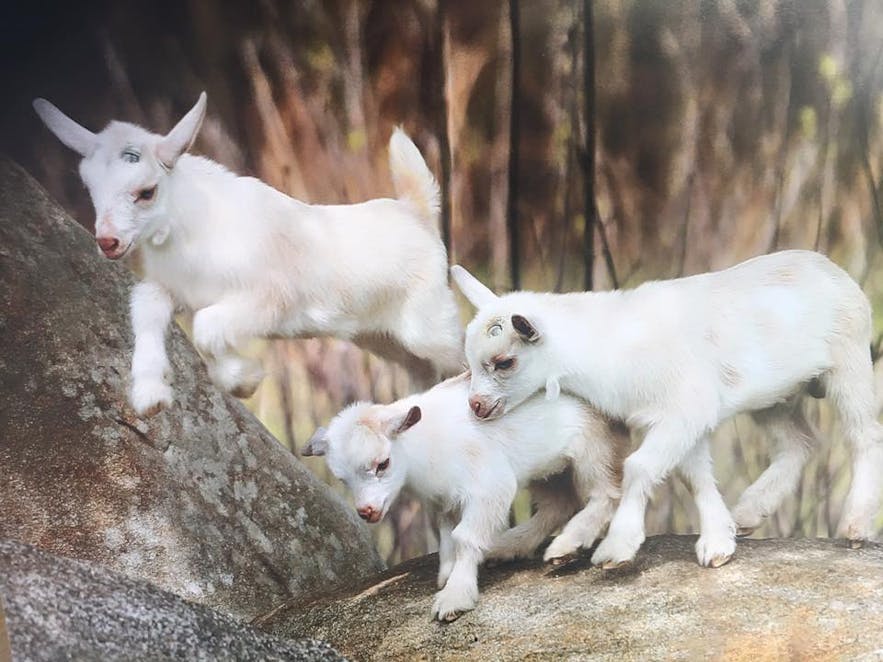 Baby goats in Graco Farms in Laguna
