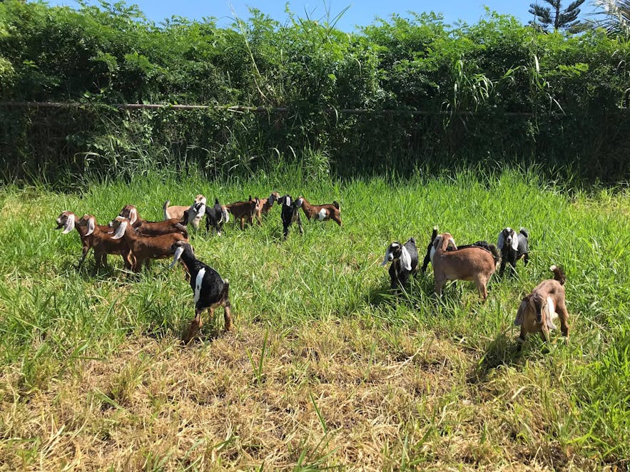Goats roaming freely in Alaminos Goat Farm in Laguna