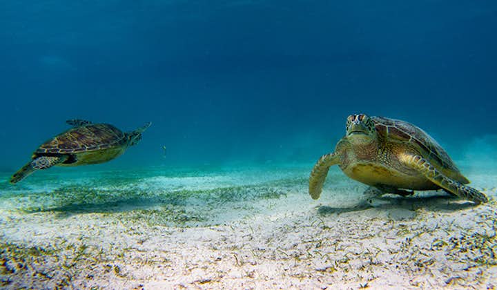 Sea turtles in a snorkelling spot Panglao Bohol