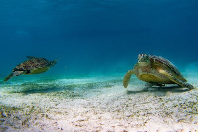 Two sea turtles swimming around Panglao Bohol