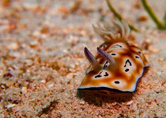 A nudibranch in a diving spot in Pamilacan Island