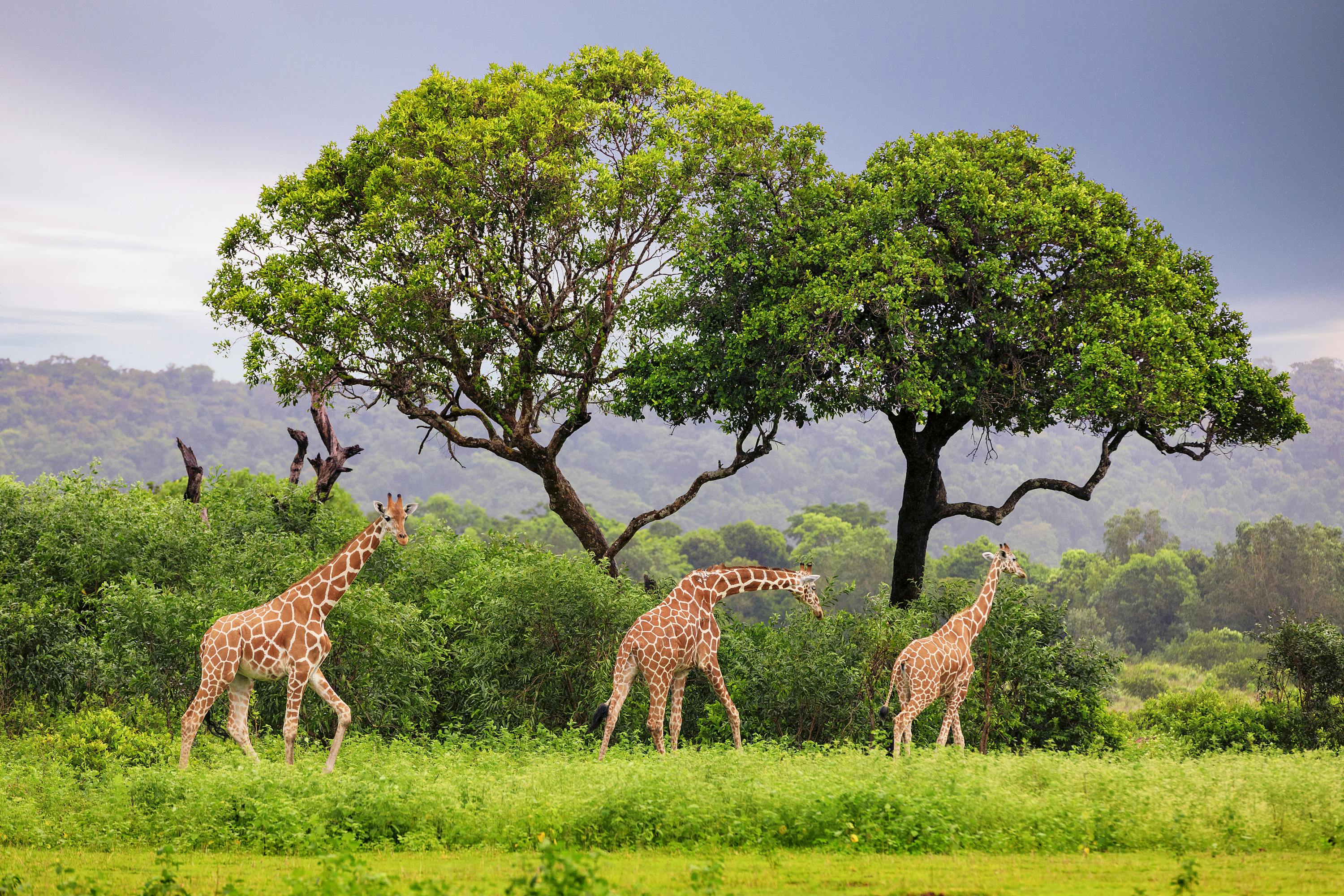 Coron Calauit Safari giraffes and green park