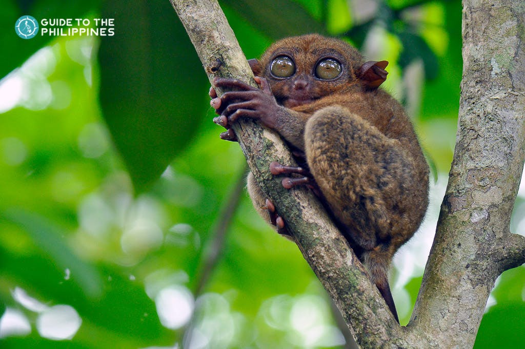 Tarsier at the Conservation Area in Bohol