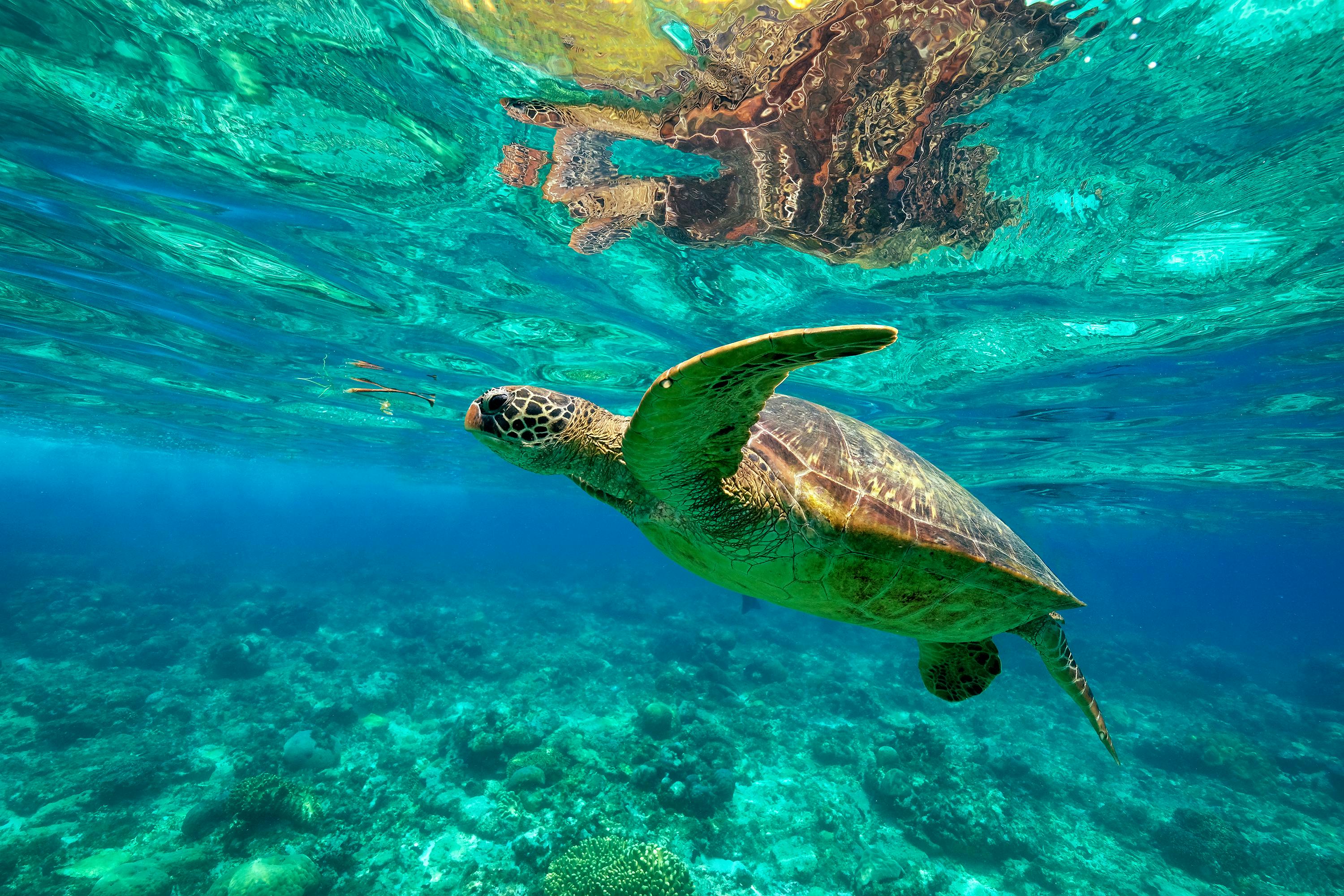 A sea turtle which can be found while snorkelling or diving in Apo Island