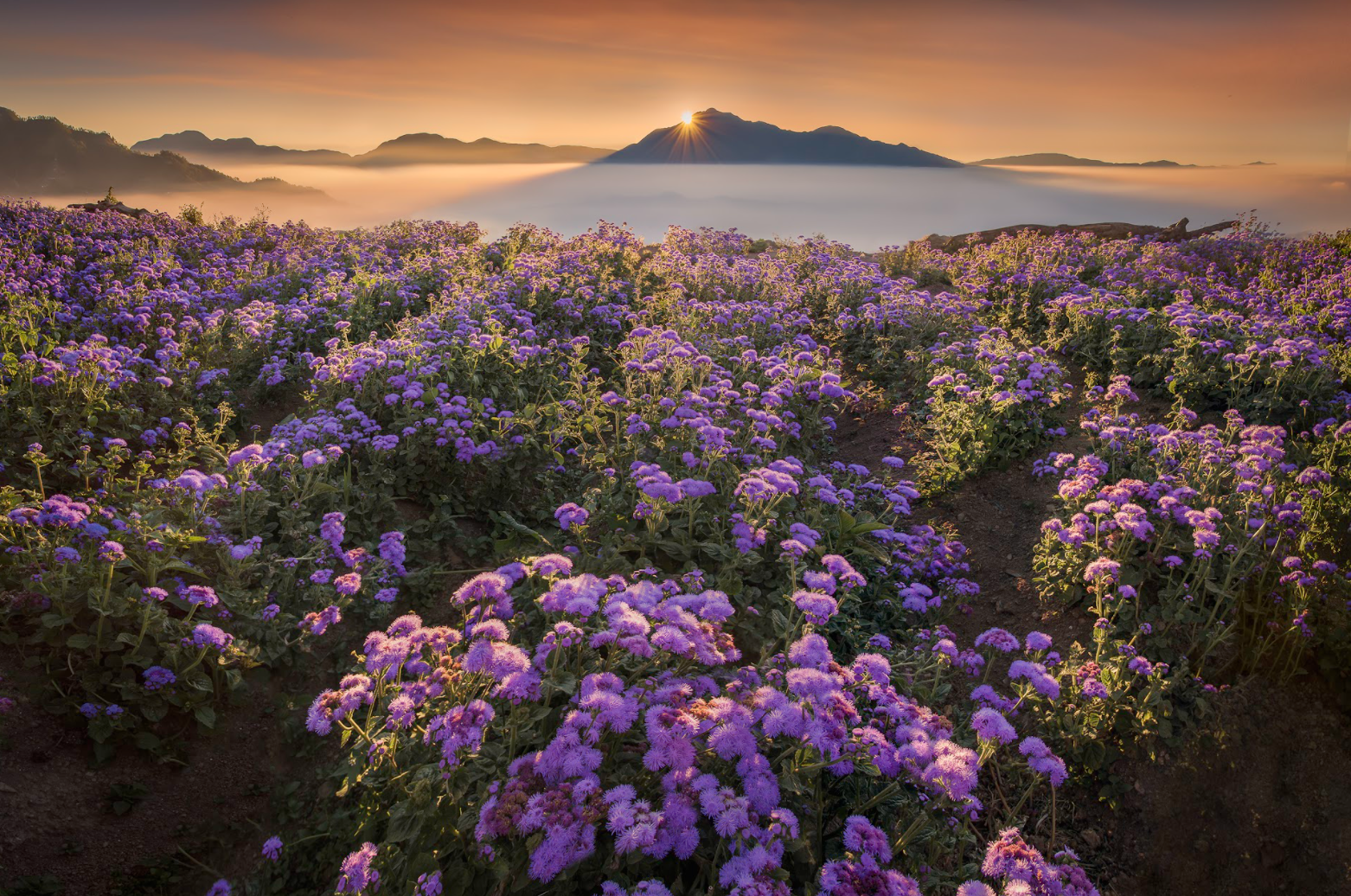 Beautiful purple flowers in Northern Blossom Flower farm during sunset