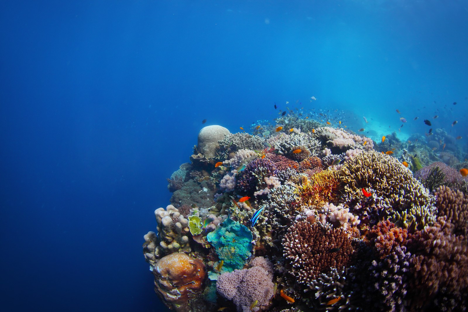 Colorful coral reefs in Balicasag Marine Sanctuary
