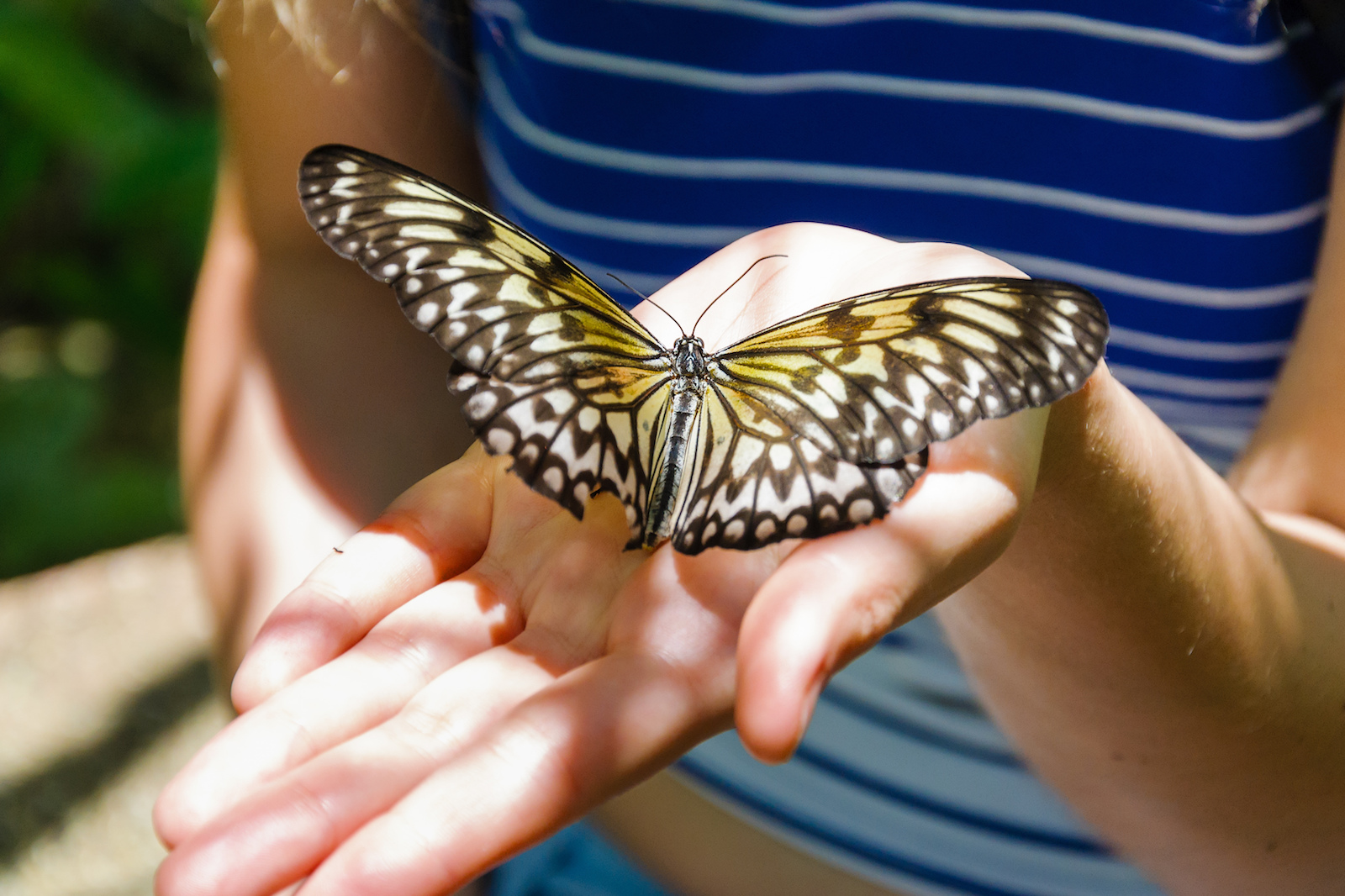 A tourist holding a butterfly in Butterfly Sanctuary