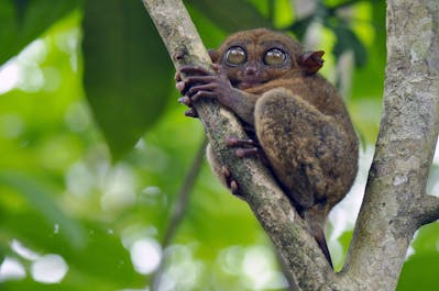Philippine tarsier hanging on a tree in Tarsier Sanctuary