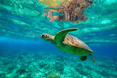 A turtle swimming in Apo Island