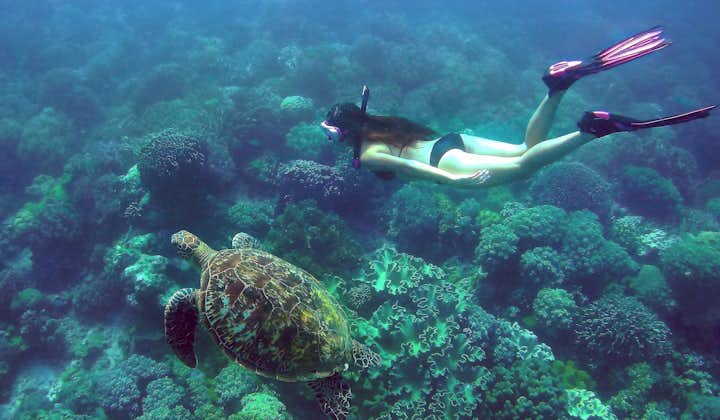 A diver swimming with a sea turtle in Apo Island