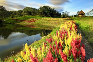 Colorful patch of yellow and red flowers in Sirao Flower Farm in Cebu