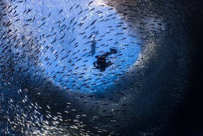 Millions of sardines with a diver in Cebu