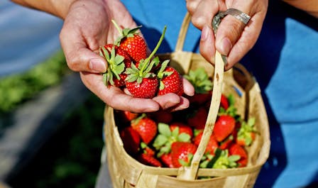 A basket of freshly picked strawberries in Banaue