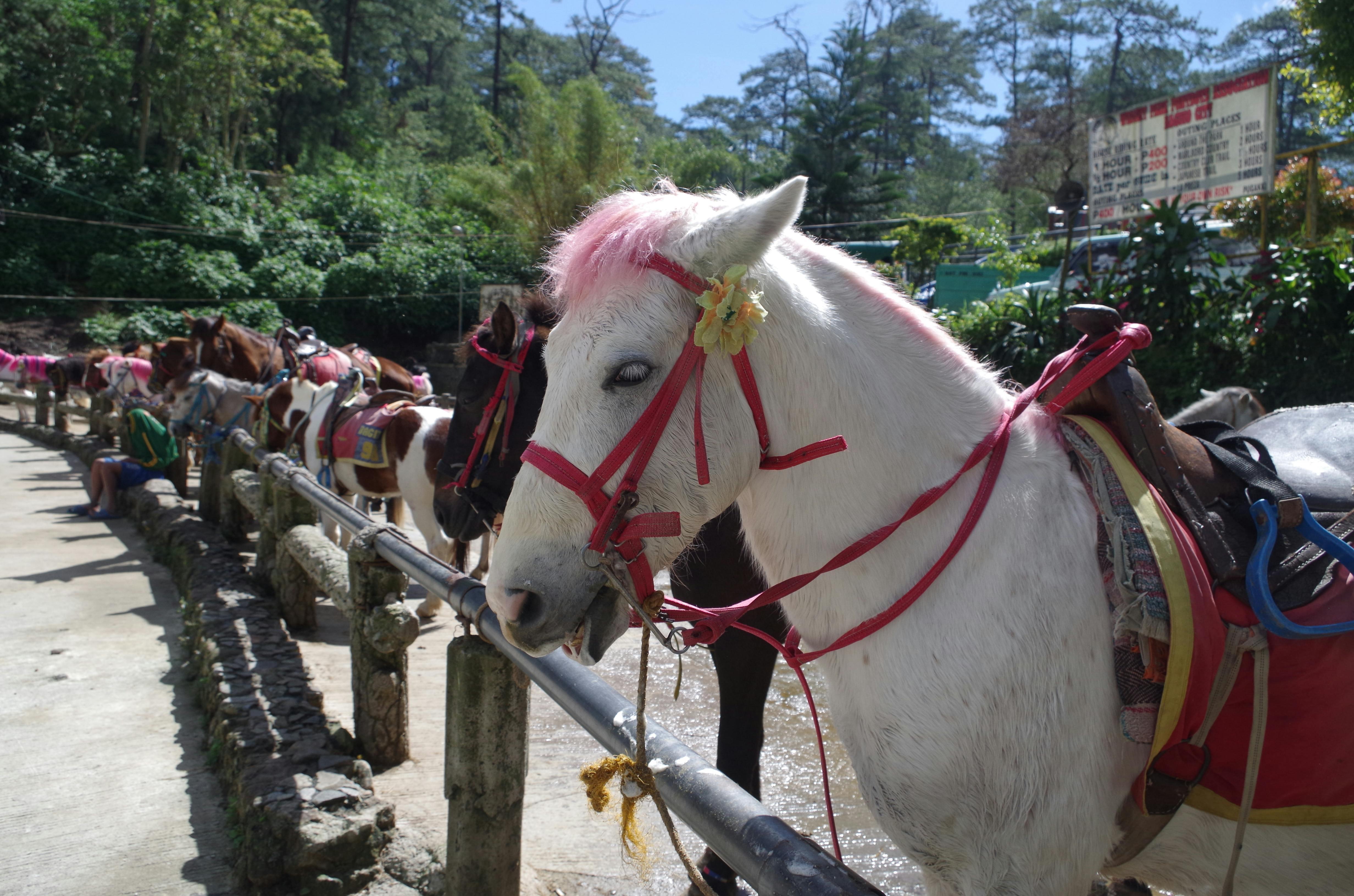 Horses lined up in Wright Park in Baguio