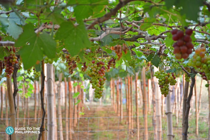 Grape farm in Bauang La Union