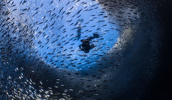 Millions of Sardines in Cebu