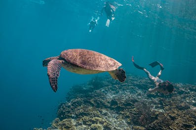 Tourists diving with sea turtles in Pescador Island