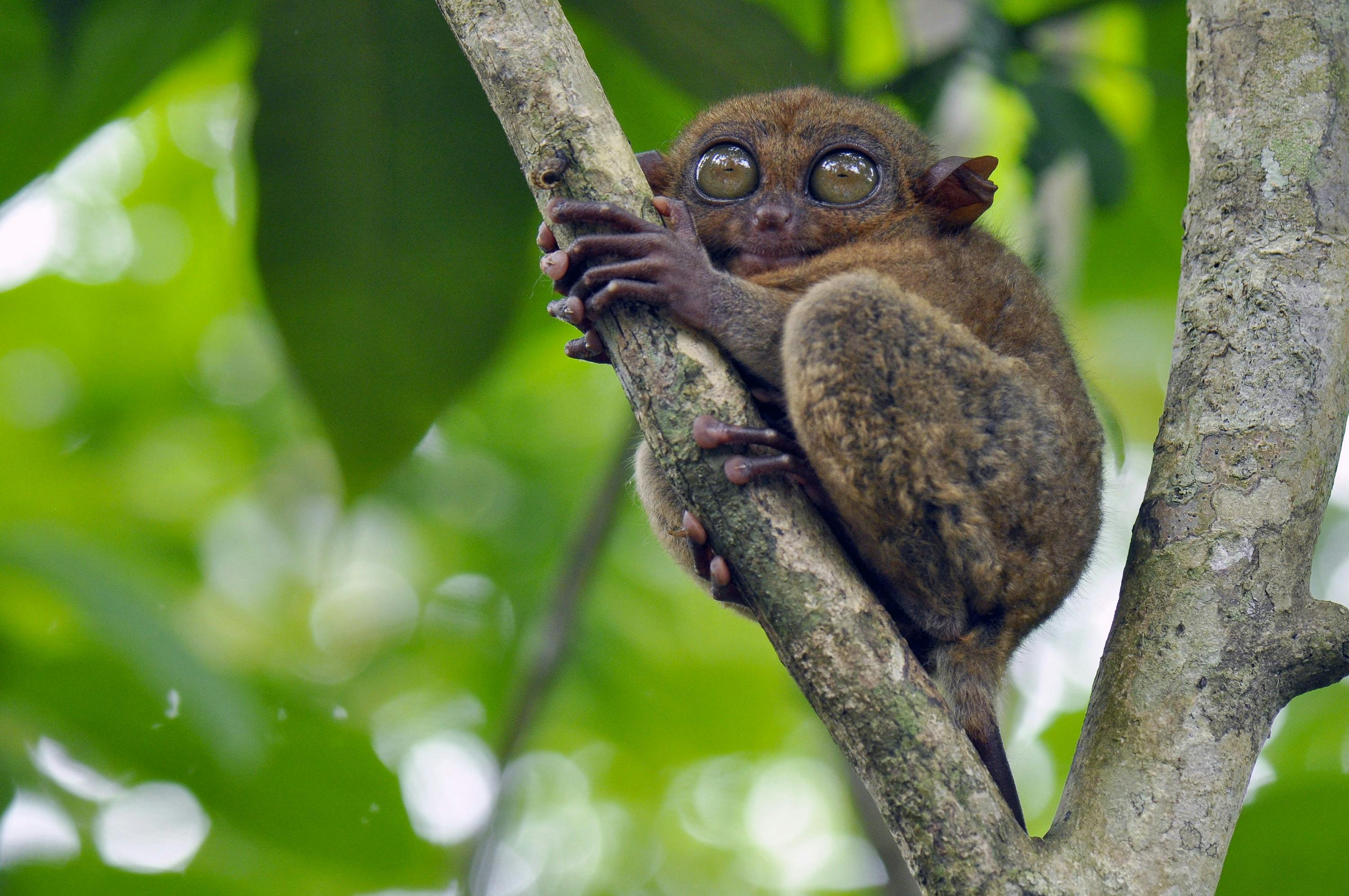 Tarsier in the Conservation Area in Bohol