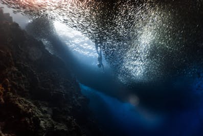 A diver with millions of sardines in Moalboal